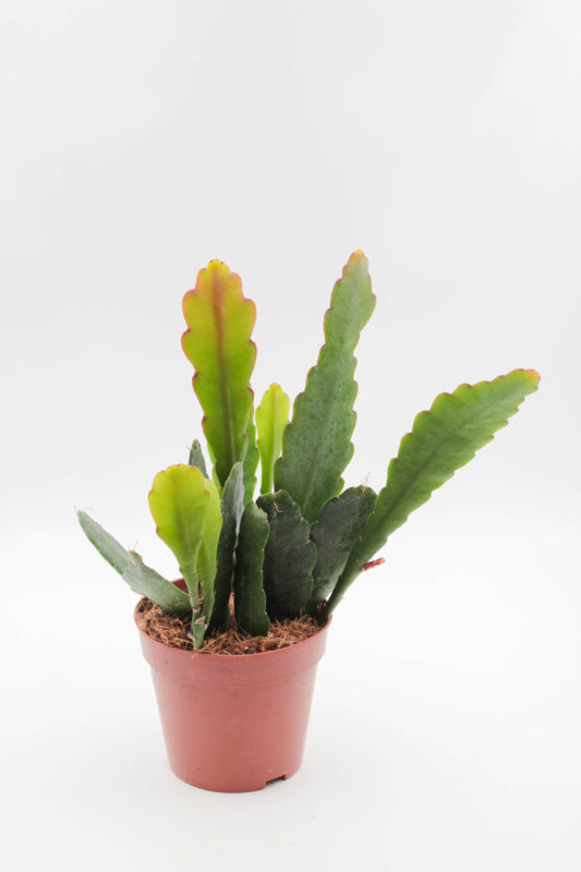 Epiphyllum hybrid 'Sarah Courant'
