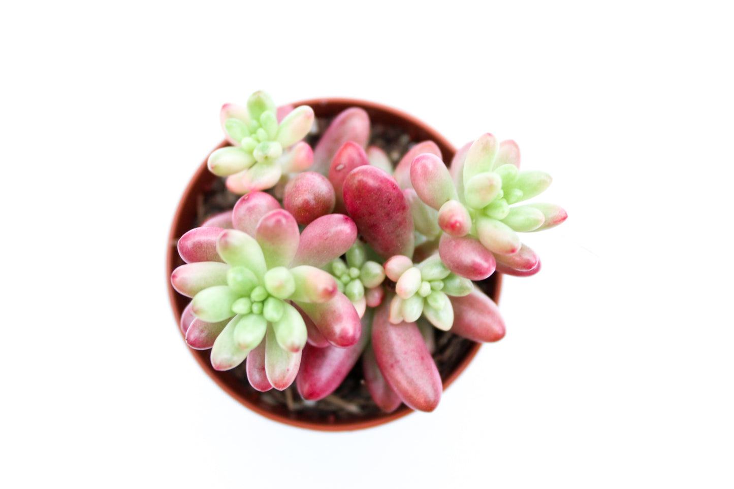 Sedum Rubrotinctum Aurora Jelly beans