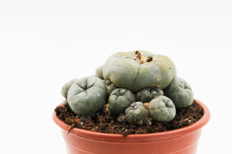 Lophophora Williamsii caespitosa (PEYOTE CACTUS)