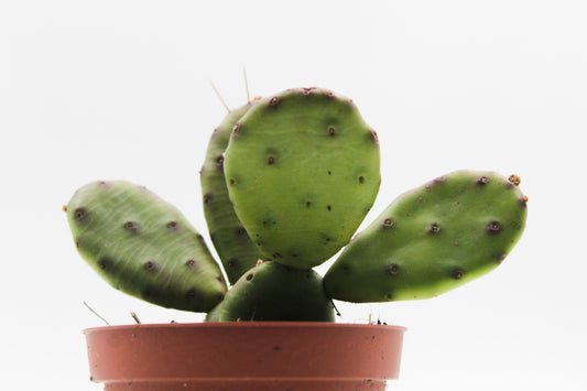 Opuntia Humifusa leaf cactus