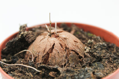 Dioscorea Elephantipes Caudex