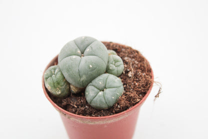 Lophophora Williamsii caespitosa (PEYOTE CACTUS)