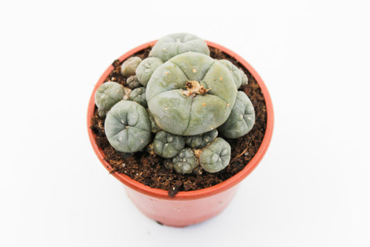 Lophophora Williamsii caespitosa (PEYOTE CACTUS)