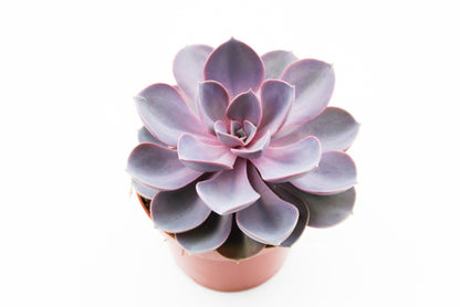 Echeveria Purple Pearl