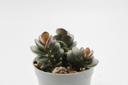 Adromischus subdistichus