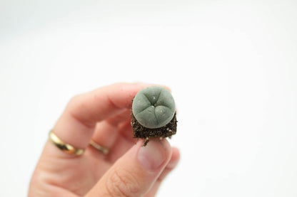 Lophophora Williamsii Plug (PEYOTE CACTUS)