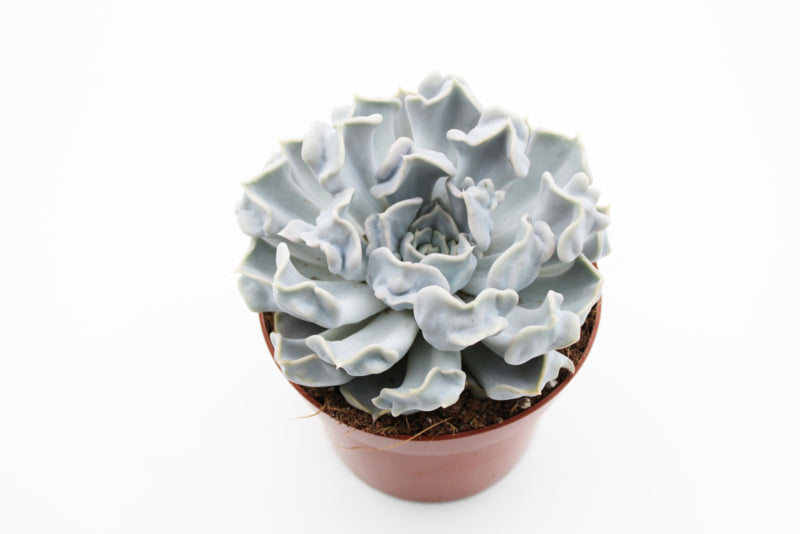 Echeveria Lilacina cv. Thriller Pearl