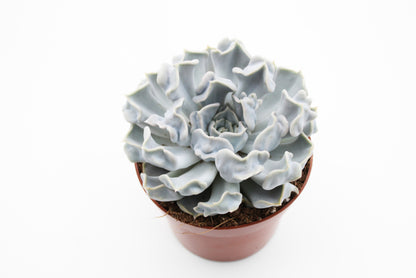 Echeveria Lilacina cv. Thriller Pearl