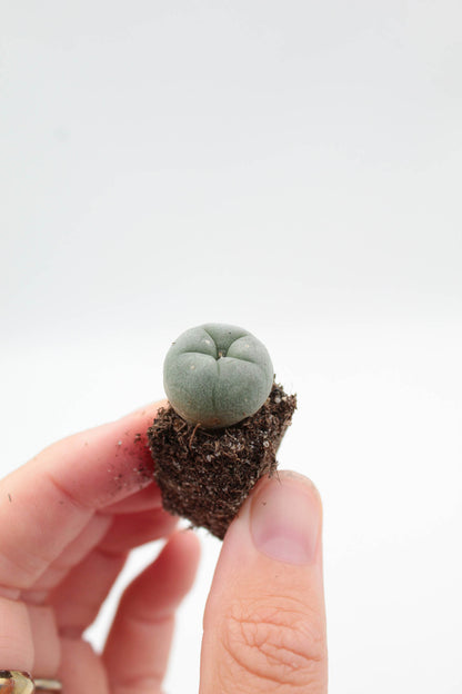 Lophophora Williamsii Plug (PEYOTE CACTUS)