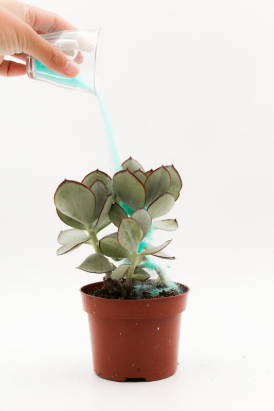 Cactus and succulent plant nutrition
