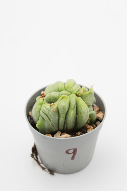 Trichocereus Bridgesii monstruose cristate