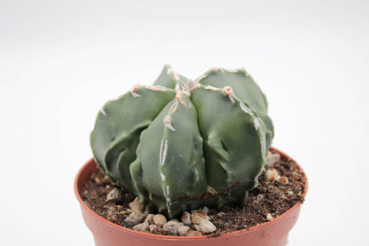 Astrophytum Myriostigma Fukuryu nudum hybrides