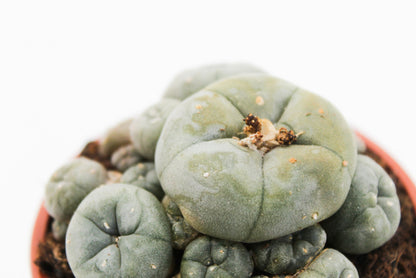 Lophophora Williamsii caespitosa (PEYOTE CACTUS)