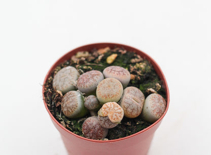 Lithops pseudotruncatella