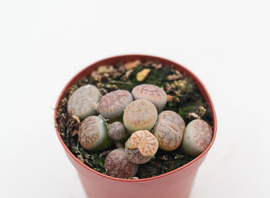 Lithops pseudotruncatella