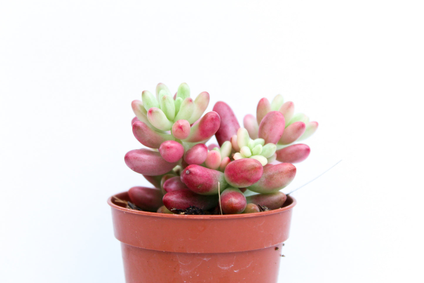 Sedum Rubrotinctum Aurora Jelly beans