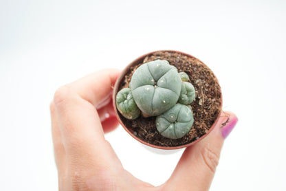 Lophophora Williamsii caespitosa (PEYOTE CACTUS)