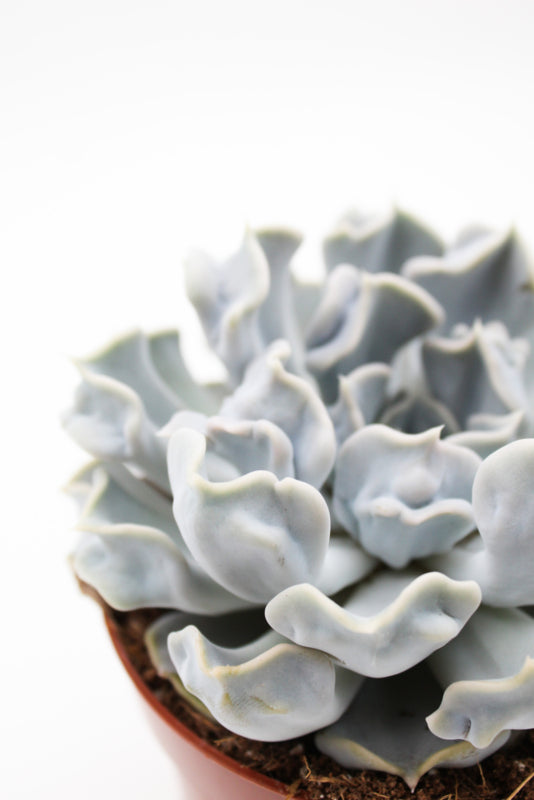 Echeveria Lilacina cv. Thriller Pearl