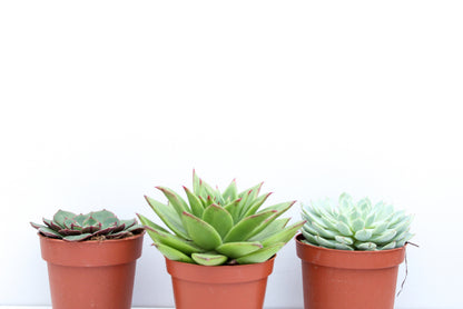 Echeveria mix 3 pieces