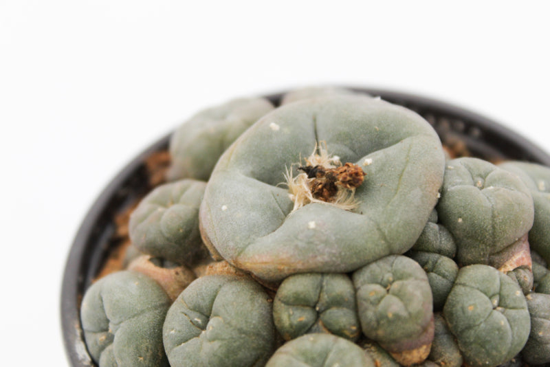 Lophophora Williamsii caespitosa (PEYOTE CACTUS)