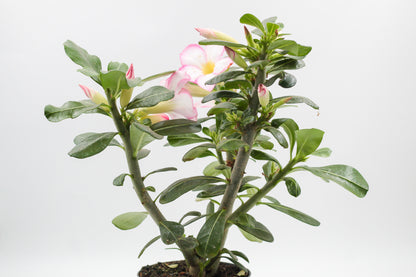 Adenium Obesum "Pinkstar"