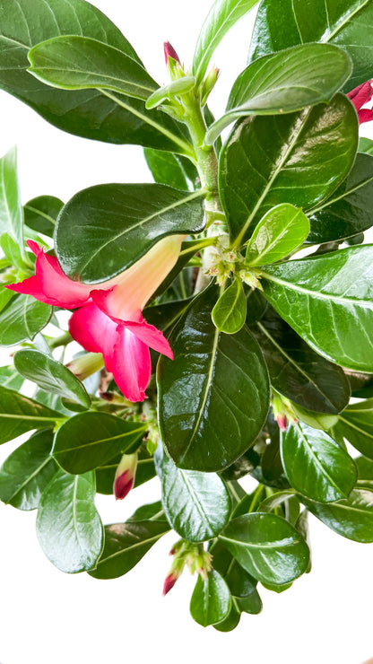 Adenium Obesum "Anouk"