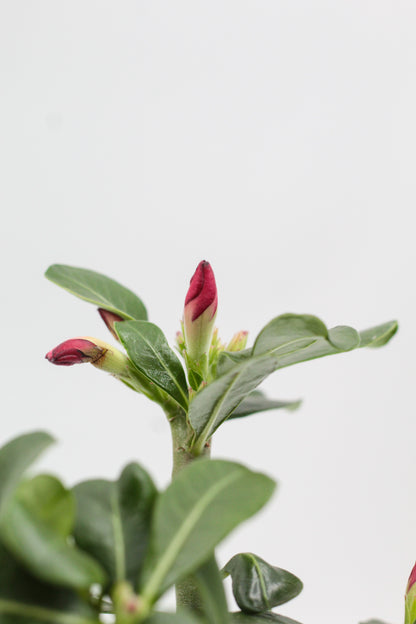 Adenium Obesum "Anouk"