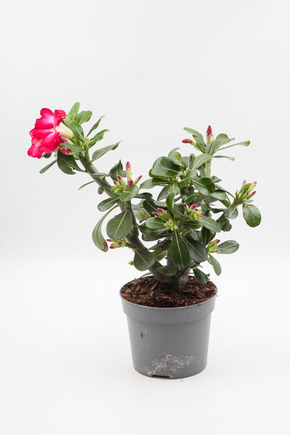 Adenium Obesum "Anouk"