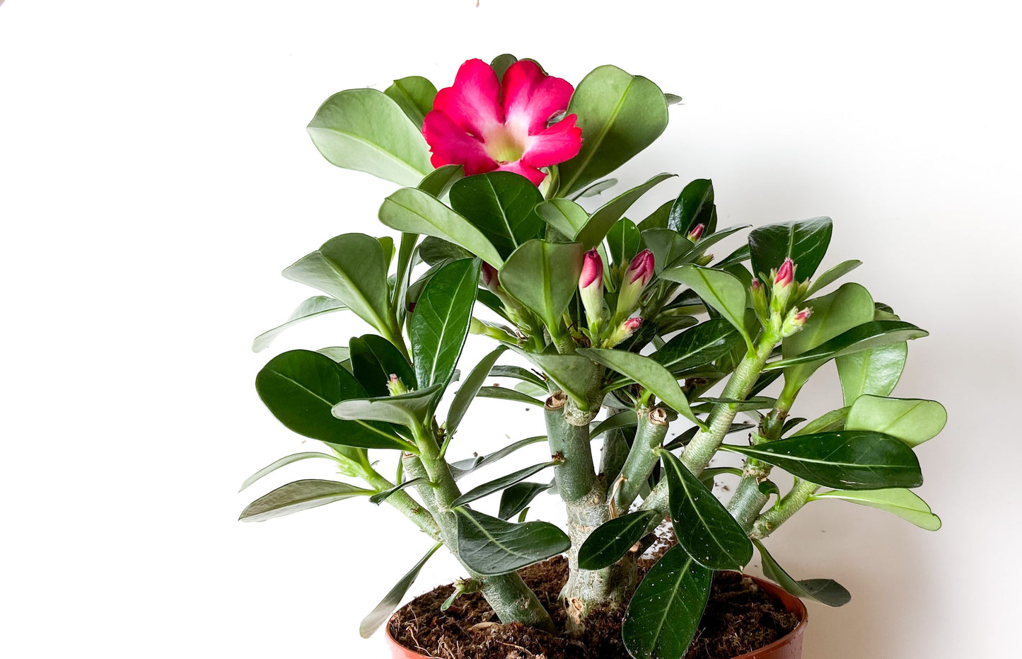 Adenium Obesum "Anouk"