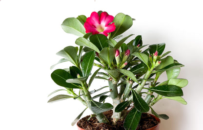 Adenium Obesum "Anouk"
