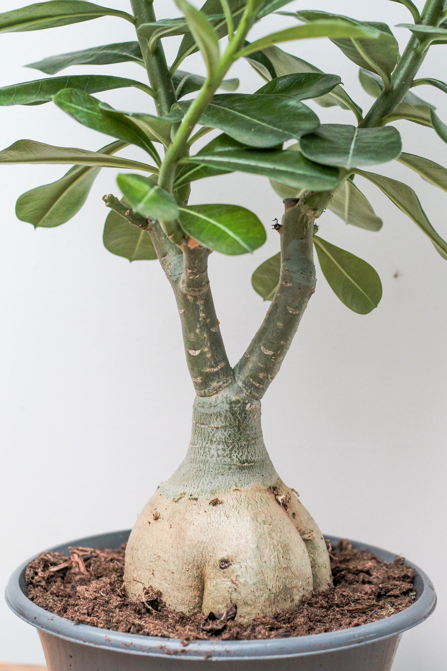 Adenium obesum caudex groot