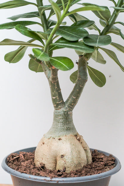 Adenium obesum caudex groot