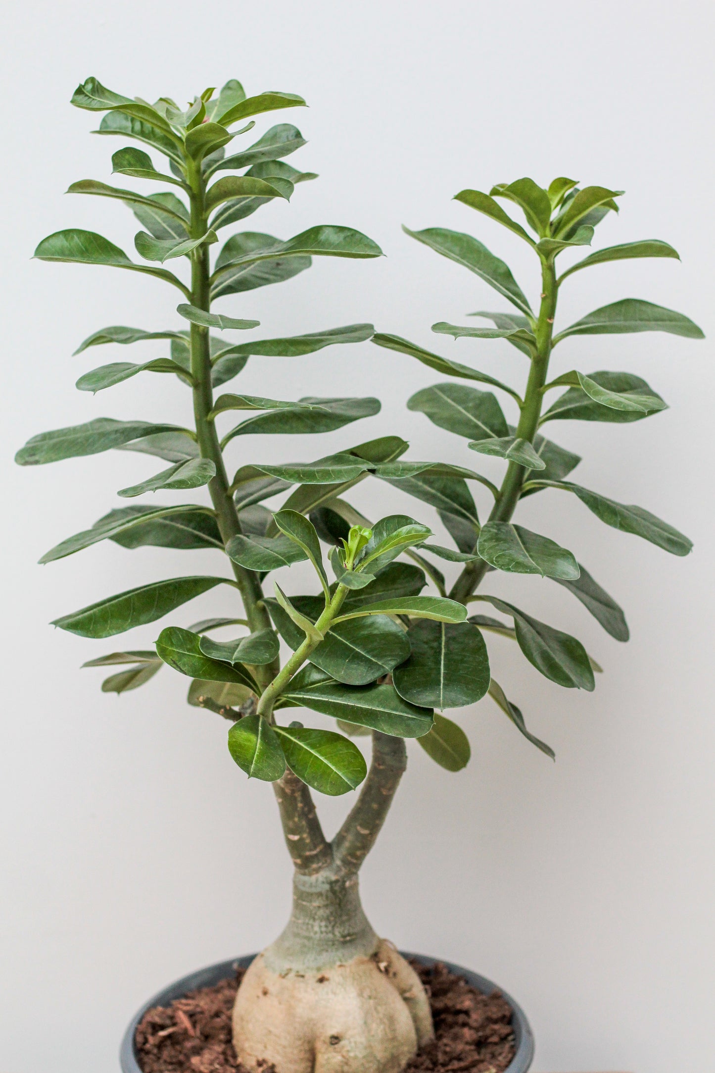 Adenium obesum caudex groot