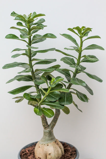 Adenium obesum caudex groot