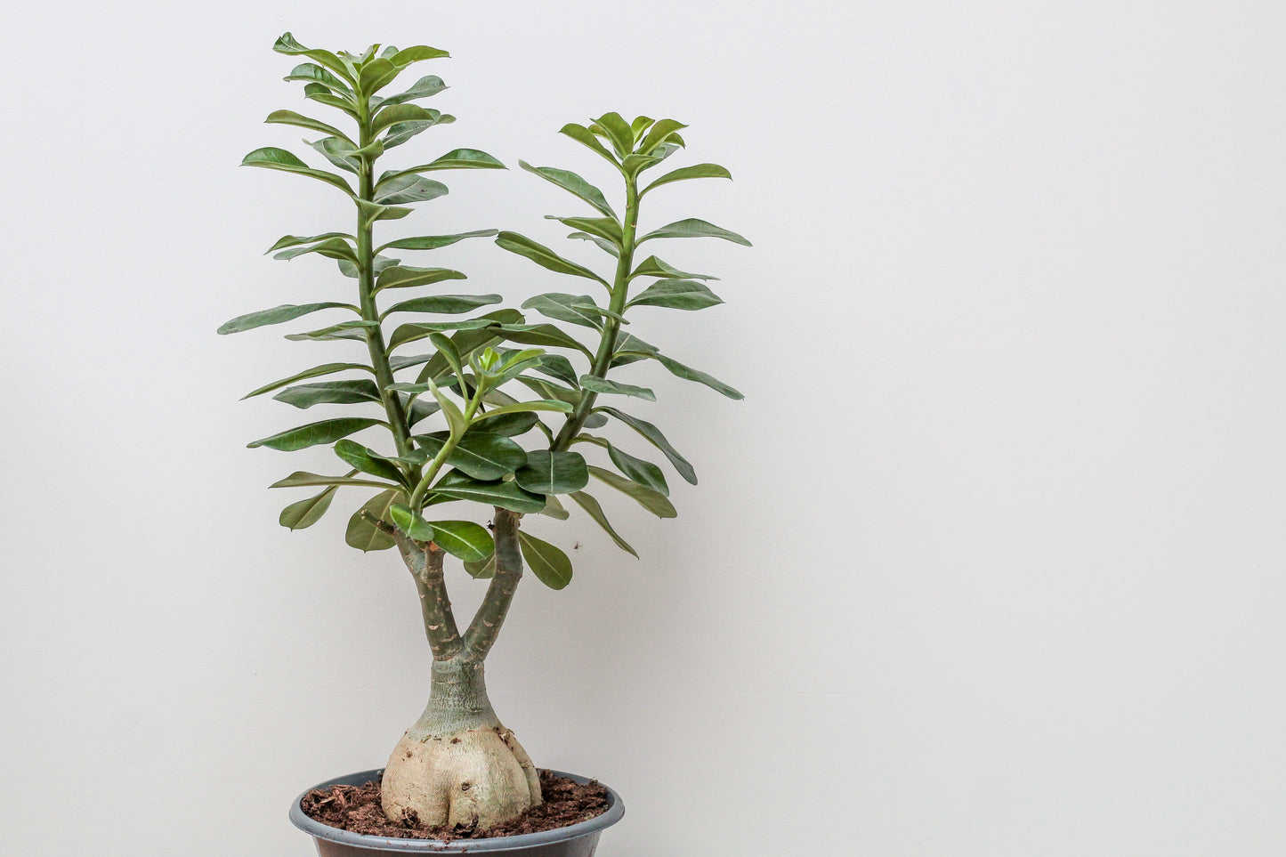 Adenium obesum caudex groot