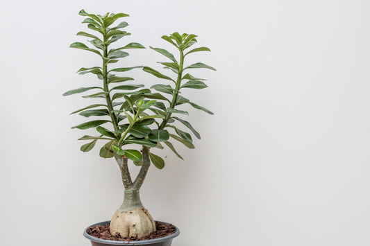 Adenium obesum caudex groot