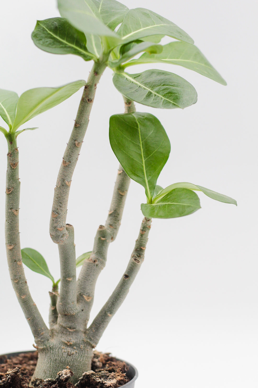 Adenium Obesum Caudex