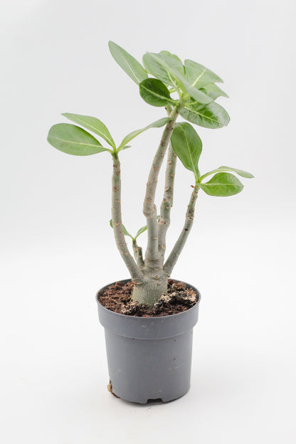Adenium Obesum Caudex