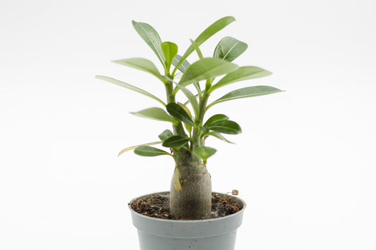 Adenium Obesum small