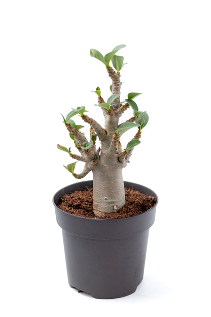 Adenium arabicum