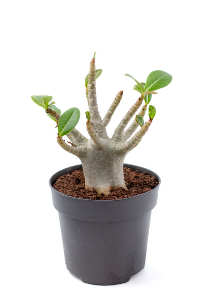 Adenium arabicum