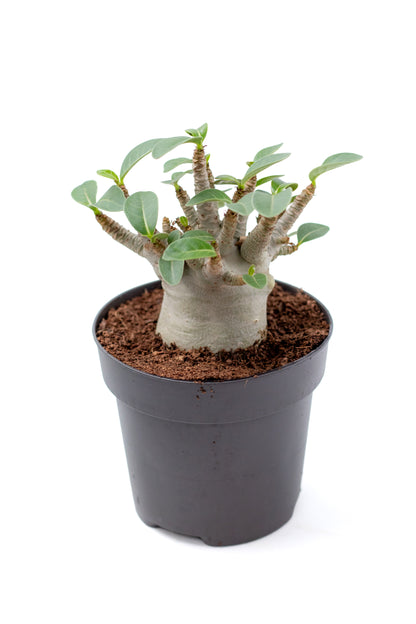Adenium arabicum