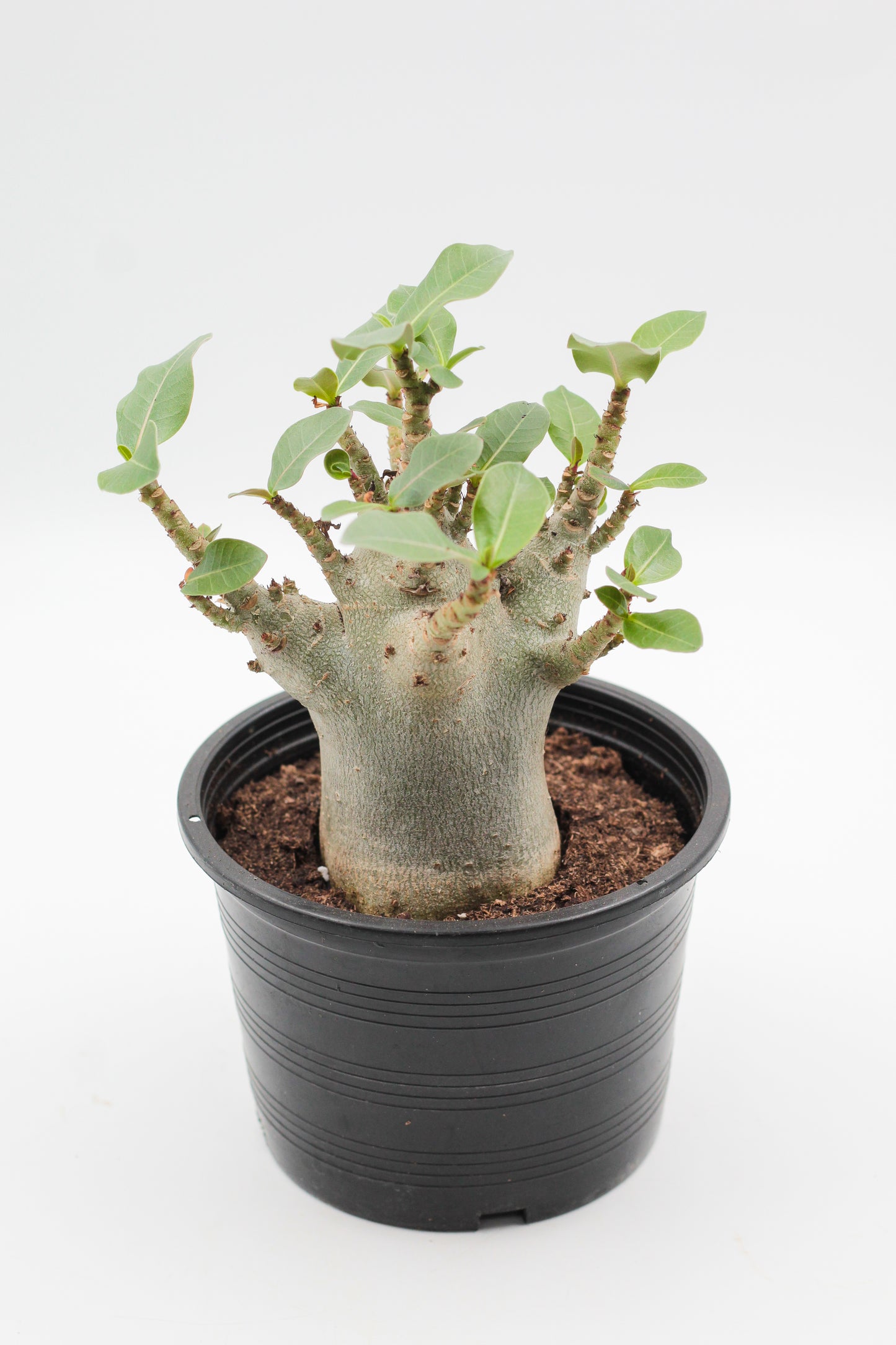 Adenium arabicum