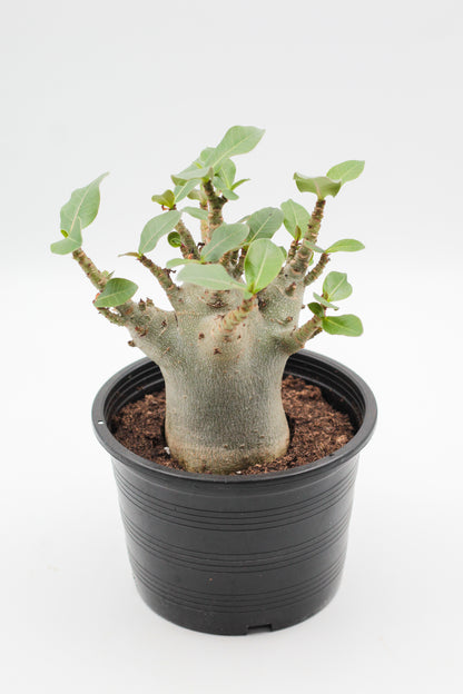 Adenium arabicum