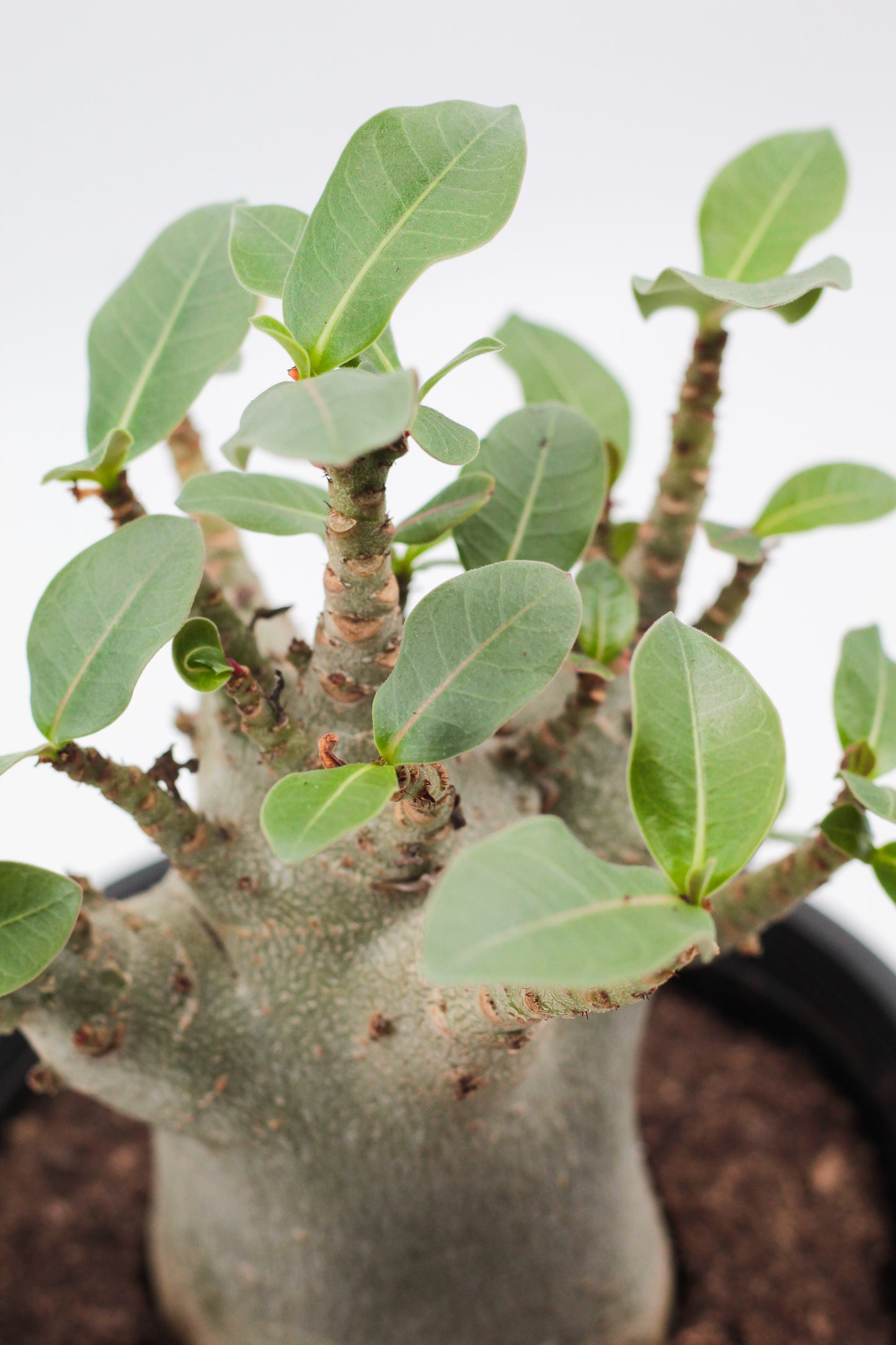 Adenium arabicum