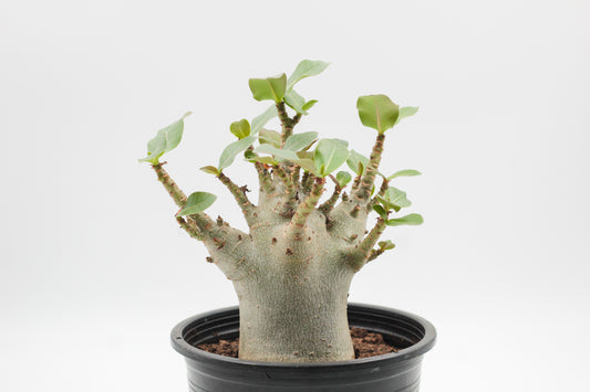 Adenium arabicum