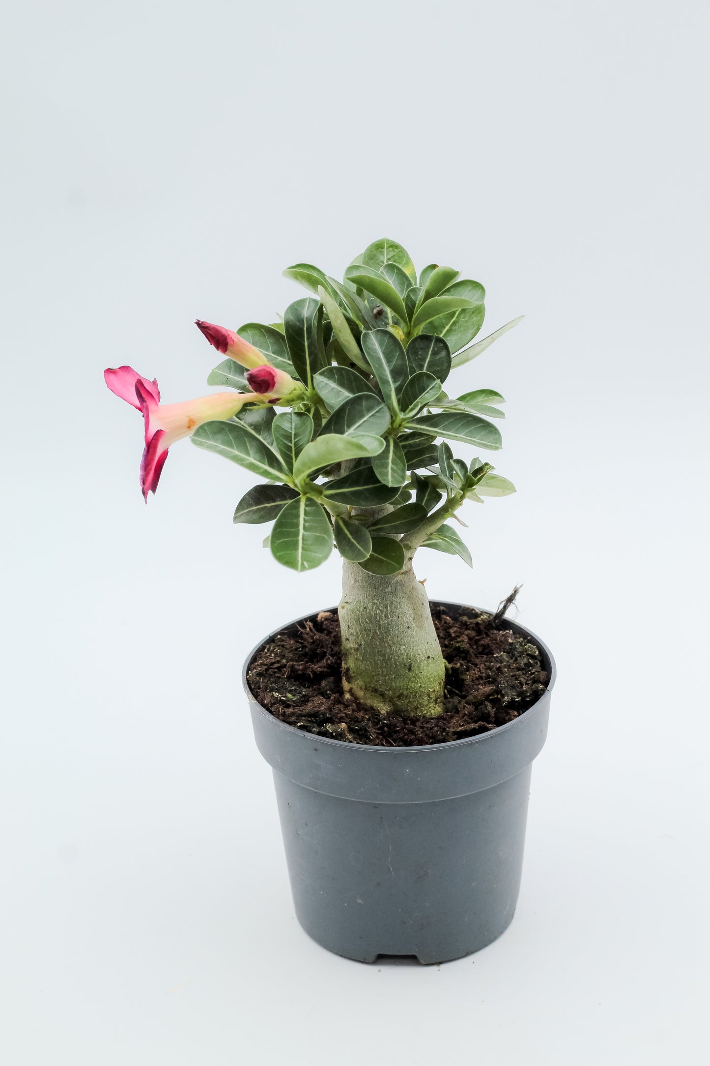 Adenium obesum hybride "kies je bloemkleur"