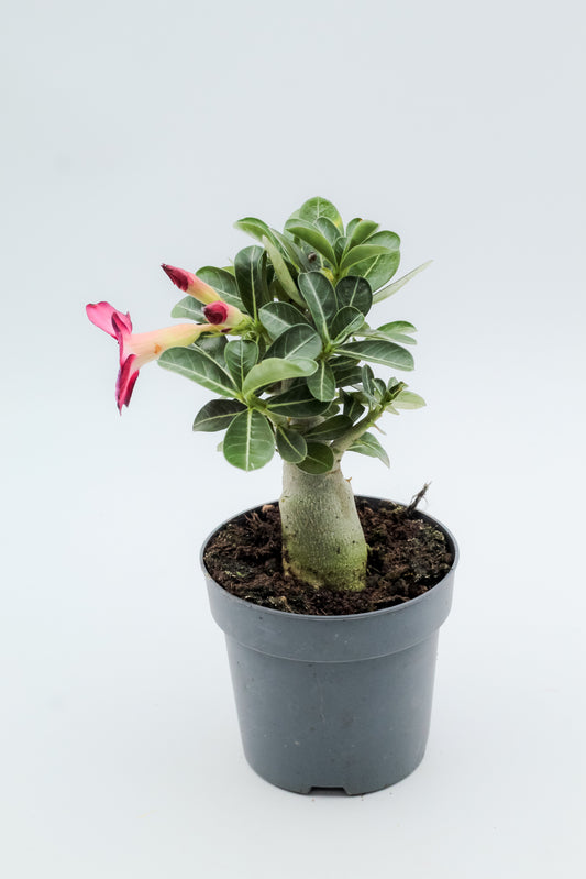 Adenium obesum hybride "kies je bloemkleur"