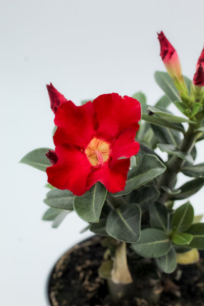 Adenium obesum hybride "kies je bloemkleur"