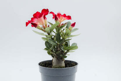Adenium obesum hybride "kies je bloemkleur"
